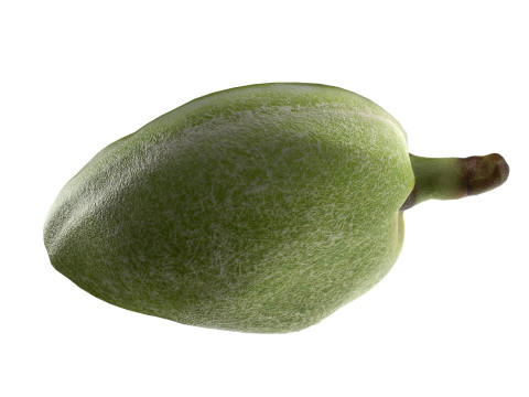 Almond green half Modelo 3D