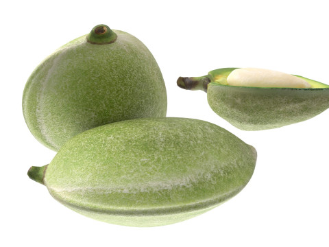 Almond green set 3D 模型
