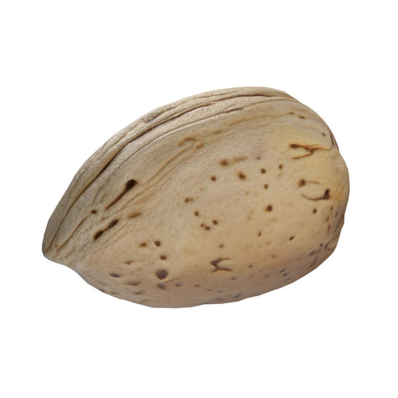 Almond shell v1 3D Model .c4d .max .obj .3ds .fbx .stl .blend 