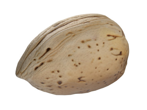 Almond shell v1 Modèle 3D