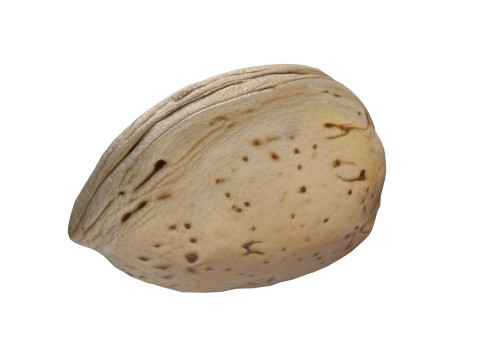 Almond shell v1 3D 模型