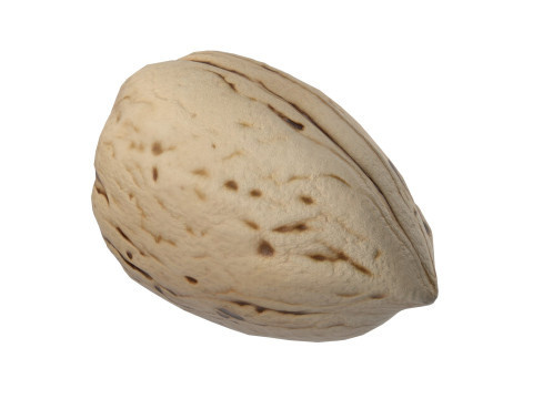 Almond shell v1 3D 模型