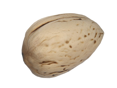 Almond shell v1 3D 模型