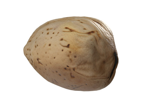 Almond shell v1 3D 模型
