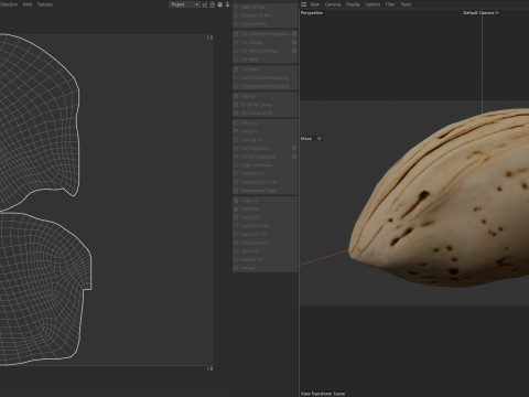 Almond shell v1 3D 模型