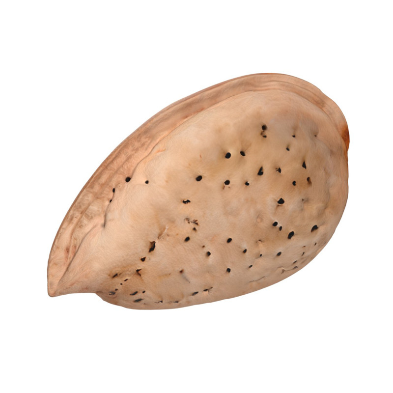 Almond shell v2 3D 模型 .c4d .max .obj .3ds .fbx .stl .blend