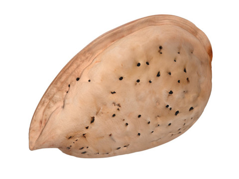 Almond shell v2 Modèle 3D