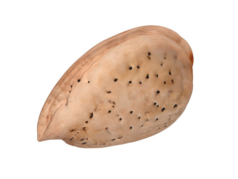 Almond shell v2 3D 模型