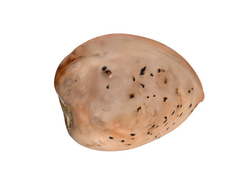 Almond shell v2 3D 模型