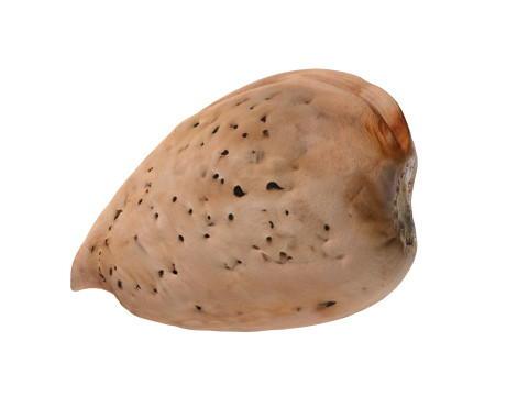 Almond shell v2 3D 模型