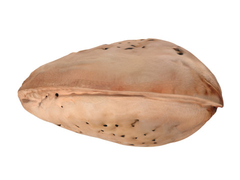 Almond shell v2 3D 模型