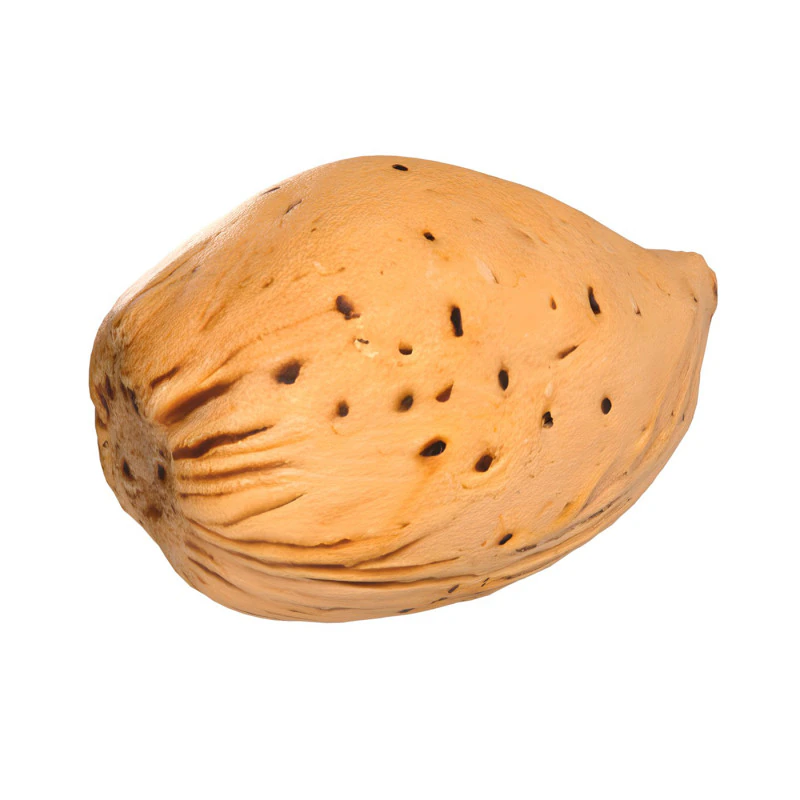Almond shell v3 3D Model .c4d .max .obj .3ds .fbx .stl .blend 