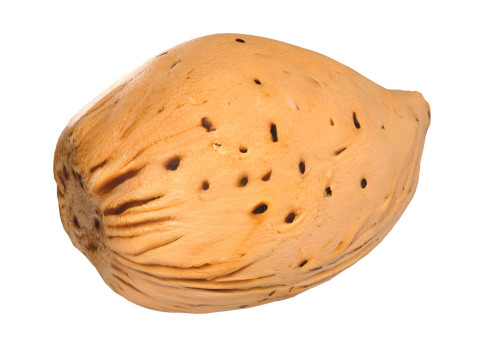 Almond shell v3 Modèle 3D
