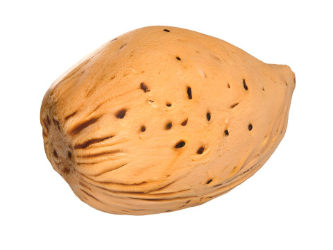 Almond shell v3 3D 모델