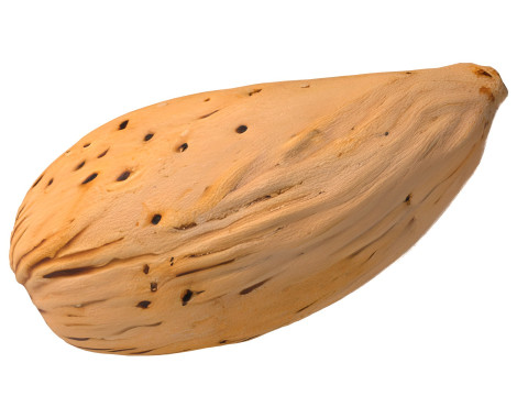Almond shell v3 3D 모델