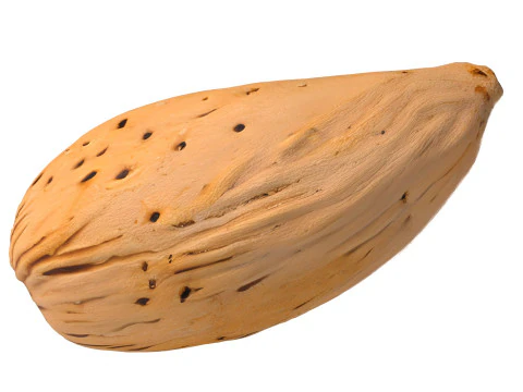 Almond shell v3 3D Model