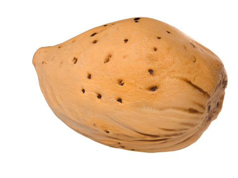 Almond shell v3 3D 모델