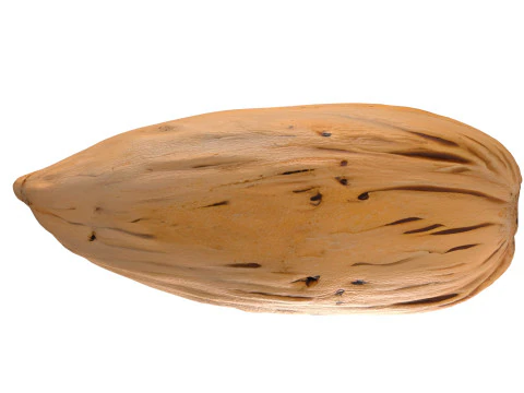 Almond shell v3 3D Model