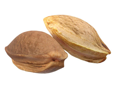 Kayısı &Ccedil;ekirdeği 3D Model