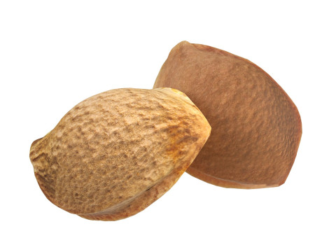 Apricot Kernels Modelo 3D