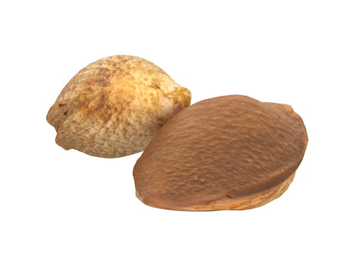 Apricot Kernels 3D Model