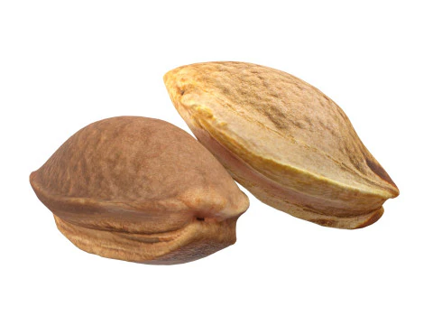 Apricot Kernels 3D Model