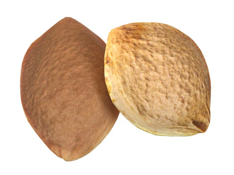 Apricot Kernels 3D Model
