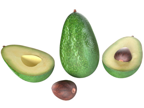 Avocado fruit seed Modèle 3D