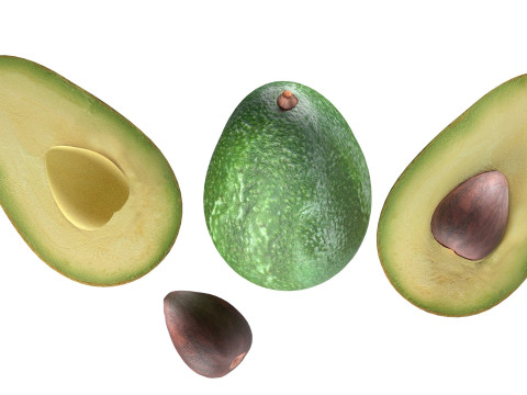 Avocado fruit seed Modèle 3D