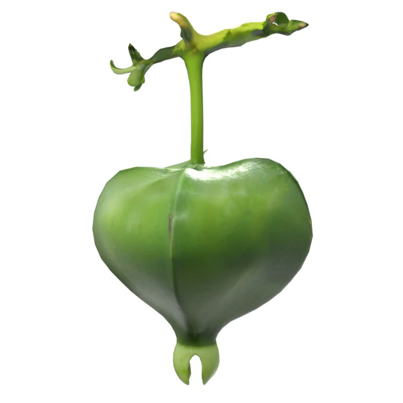 Barringtonia asiatica fruit 3D Model .c4d .max .obj .3ds .fbx .stl .blend 