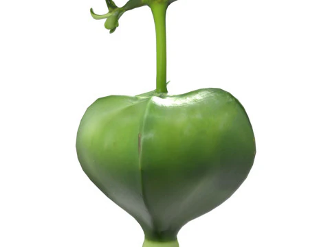 बैरिंगटनिया एशियाटिका फल 3D मॉडल