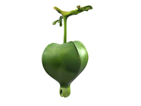 Barringtonia asiatica fruit 3D Model