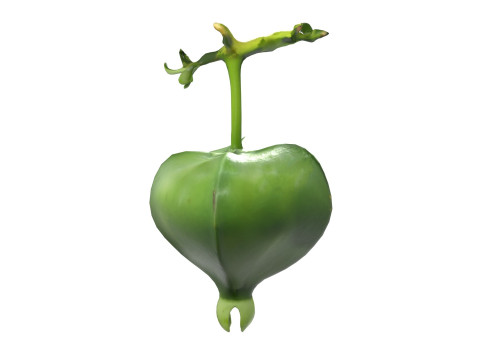 Barringtonia asiatica fruit Modelo 3D
