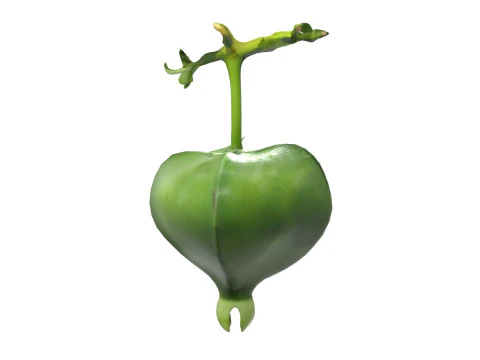 Barringtonia asiatica fruit 3D Model
