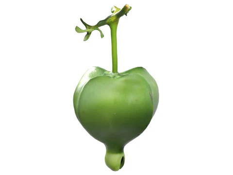 Barringtonia asiatica fruit 3D Model
