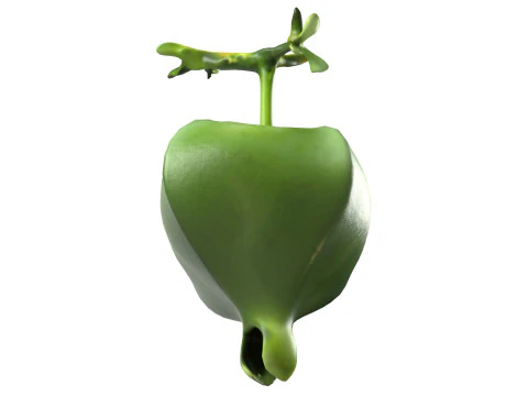 Barringtonia asiatica fruit 3D Model