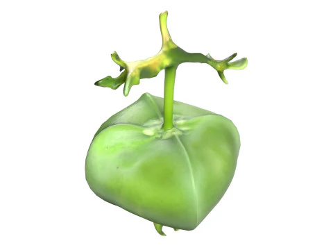 Barringtonia asiatica fruit 3D Model