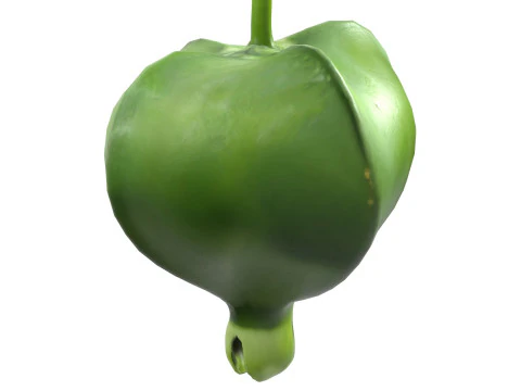 Barringtonia asiatica fruit 3D Model