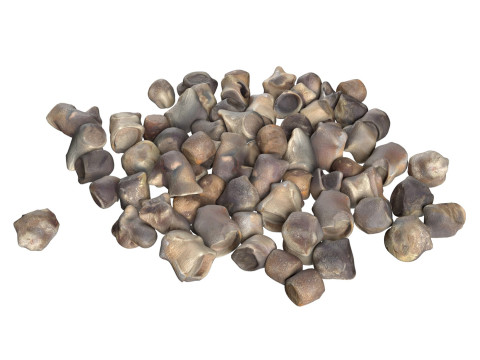 Beet Seed Modèle 3D