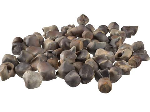 Beet Seed Modelo 3D
