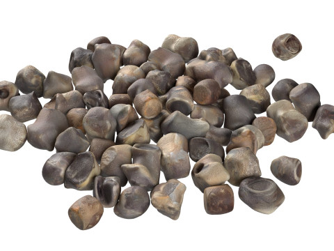 Beet Seed Modelo 3D