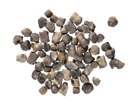 Beet Seed Modelo 3D
