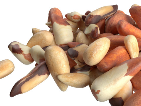 Brazilian nut pile Modello 3D