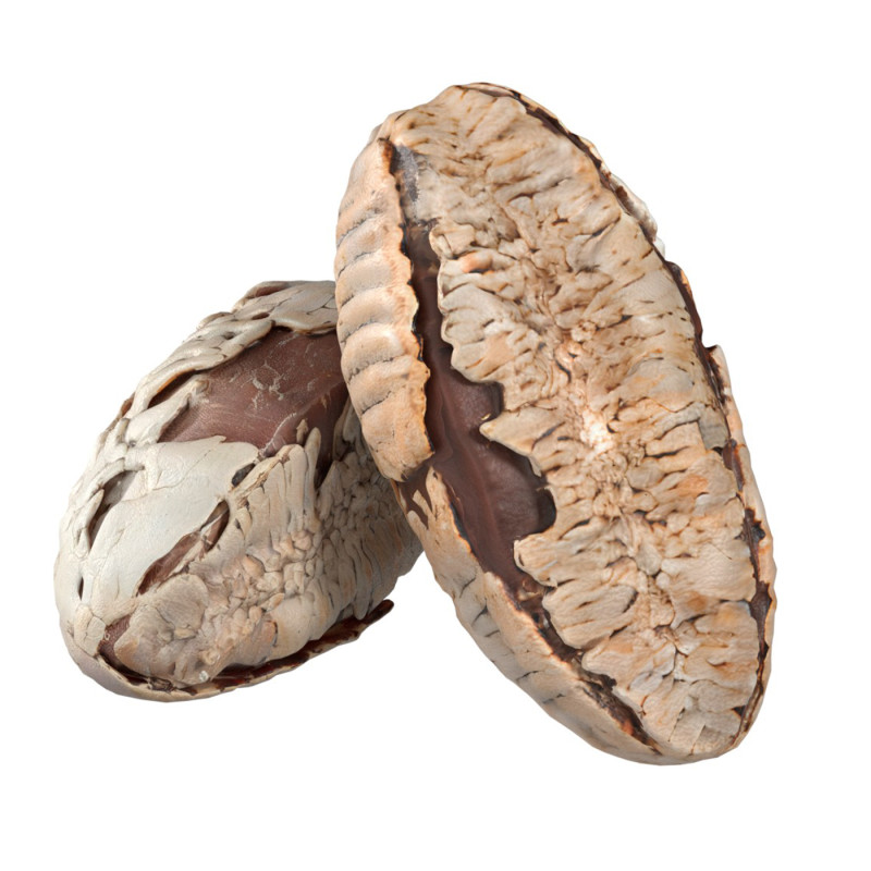 Brazilian nut shell Modelo 3D .c4d .max .obj .3ds .fbx .stl .blend