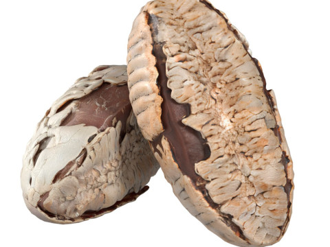 Brazilian nut shell Modèle 3D