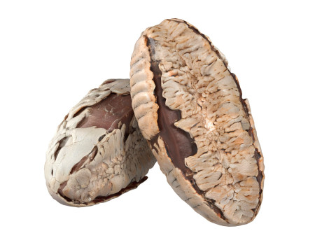 Brazilian nut shell Modelo 3D