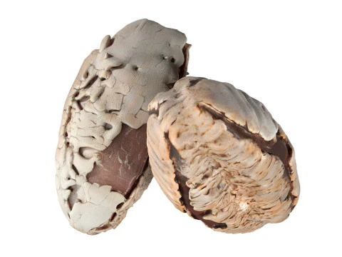 c&aacute;scara de nuez de brasil Modelo 3D