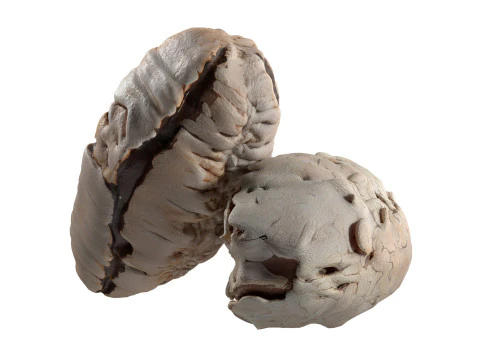 c&aacute;scara de nuez de brasil Modelo 3D