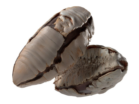 Brazilian nut shell Modelo 3D
