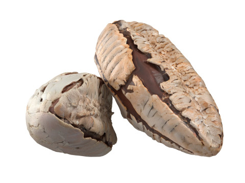 Brazilian nut shell Modelo 3D
